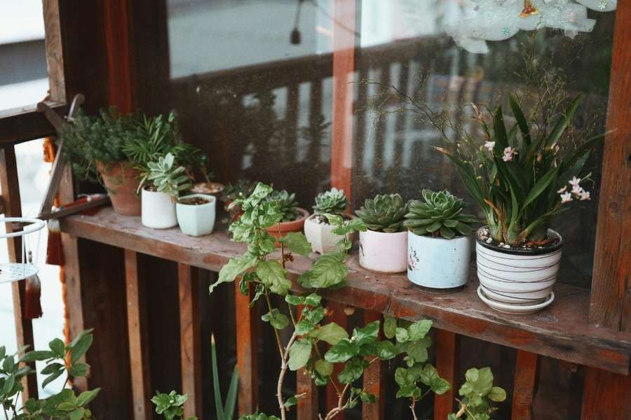 Collection de succulentes et plantes en pot sur une étagère de balcon en bois